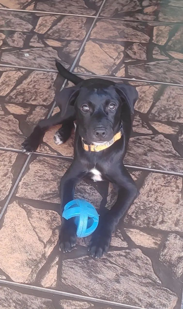 Cachorro para adoção  - Foto 3