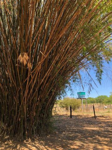 Fazenda - Paraíso do Tocantins/TO - Foto 6