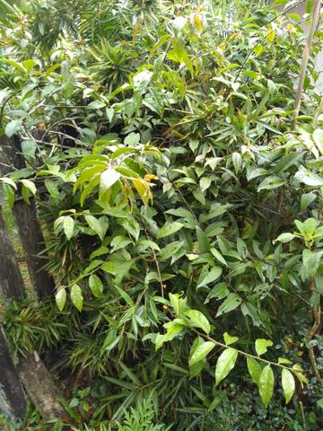 Moringa Oleífera e Ora-pro-nóbis: mudas e sementes orgânicas - Foto 2