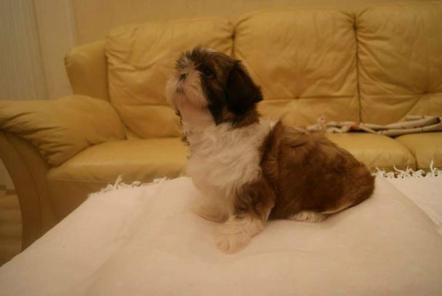 Filhote de shih tzu Canil PS - Foto 4