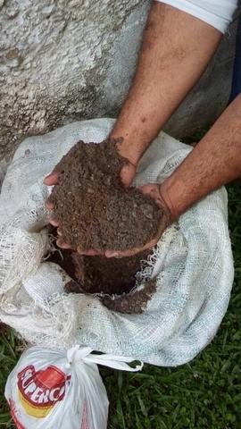Esterco de gado (adubo)