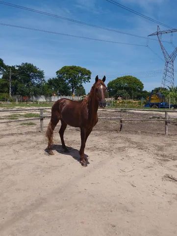 OLX on X: CAVALO 🐎 IIIIIRRAAAA 🤪 DEMAISSSS 😎 QUE ISSO MEU