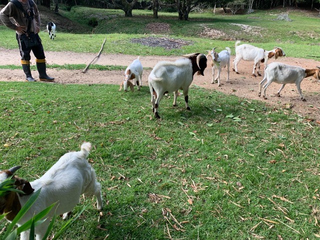 Cavalo de cela - Animais para agropecuária - Borda da Mata 1256806947