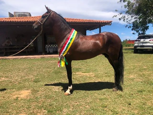 Cavalo mangalarga marchador - Foto 3
