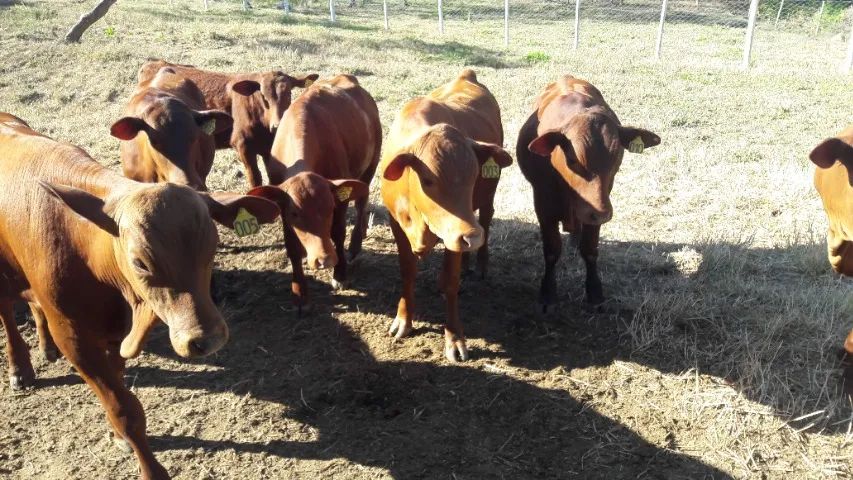 Tourinhos e novilhotas da raça senepol - Foto 3