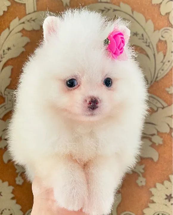 Pomerânia Fêmea, Branca  - Foto 3