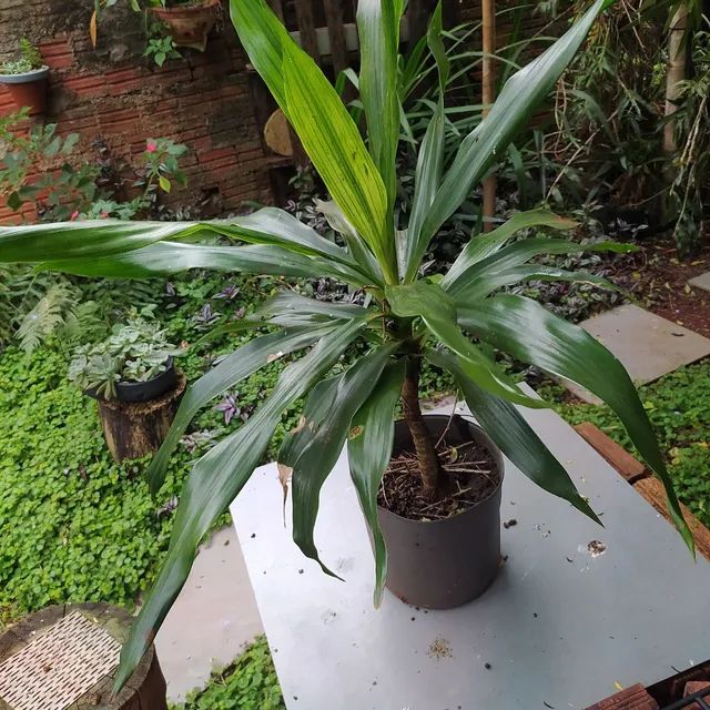 Dracena Arbórea  - Foto 2