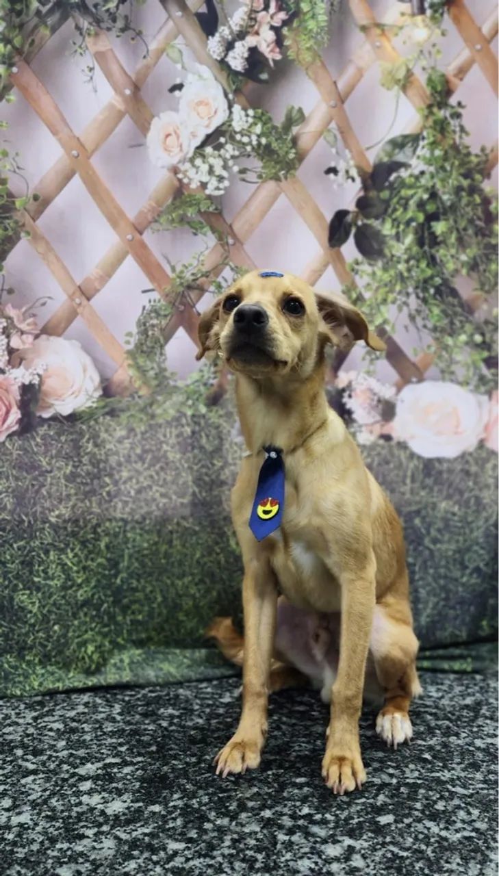 Filhote de cachorro disponível para adoção - Foto 5
