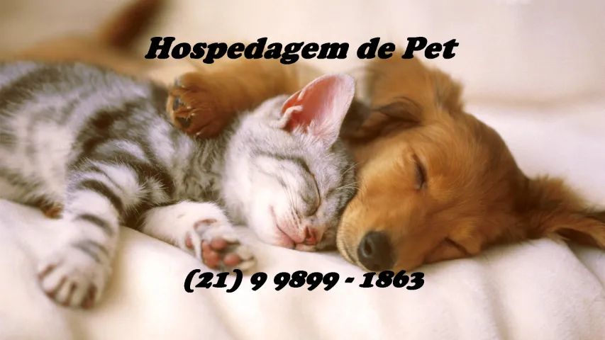 Hospedagem de Pet (Pet Sitter) - Próximo ao NorteShopping