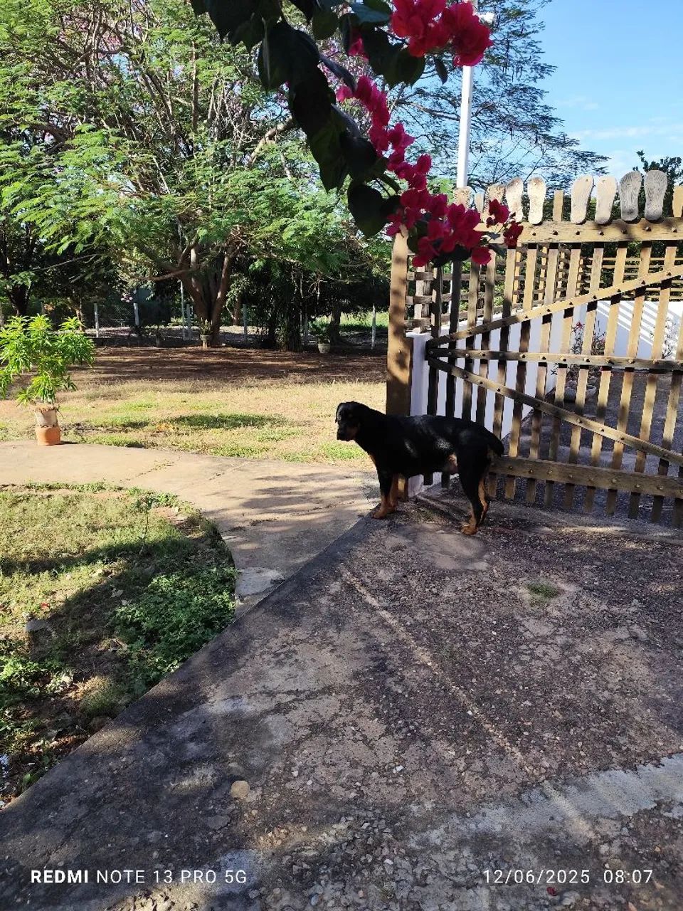 Filhotes Rottweiler - Disponíveis para adoção - Foto 5