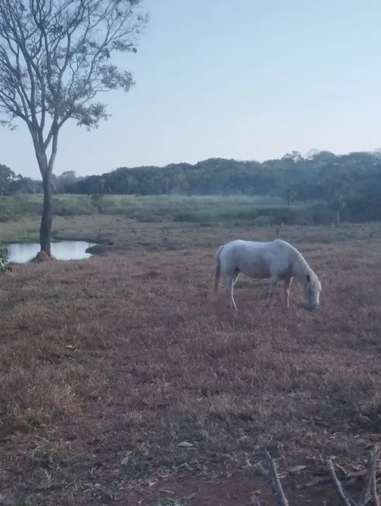 Égua Piquira Pampa. - Foto 3