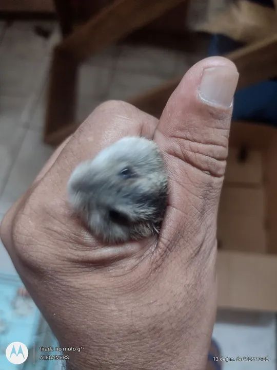 Hamister anão russo  - Foto 4