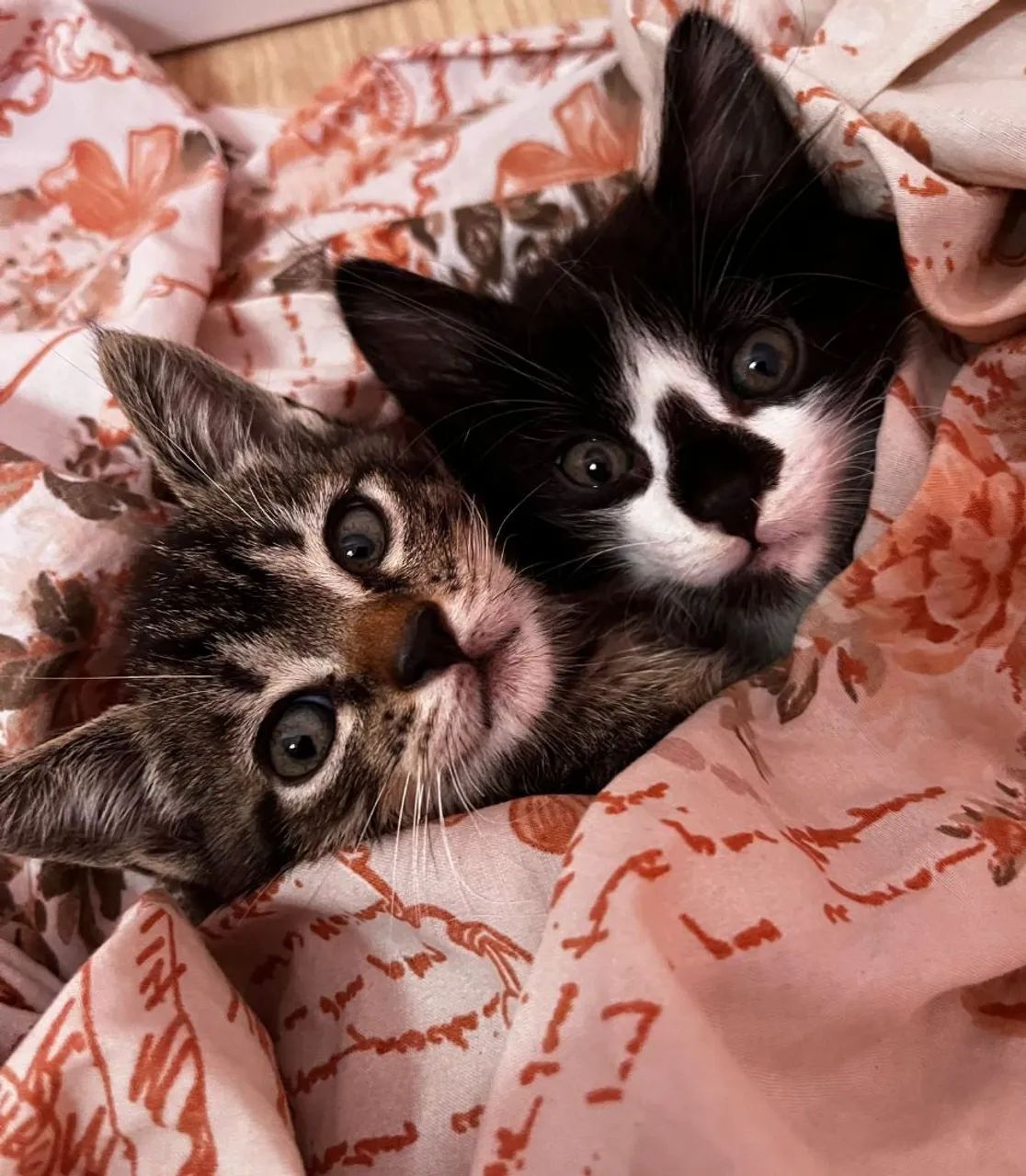 Doação de dois gatinhos machos - Foto 3