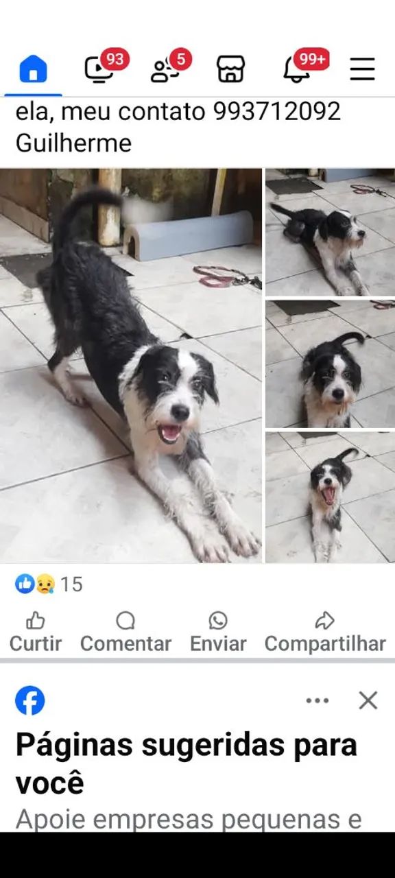 Doação de filhotes de cães - Foto 4