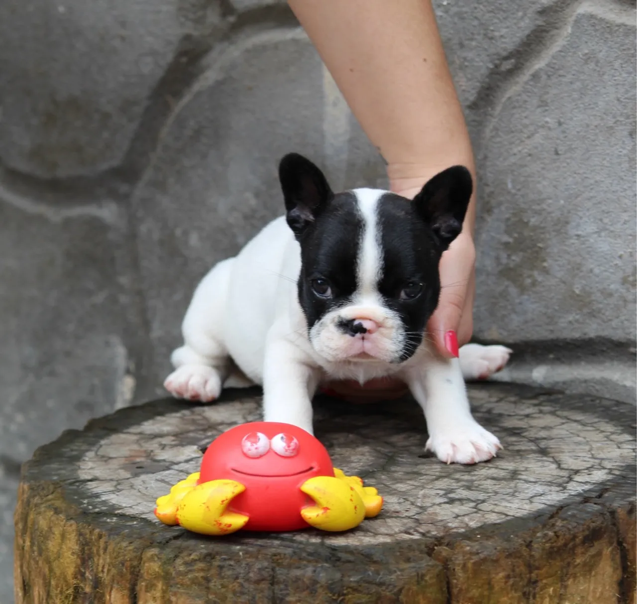Filhote de Bulldog Francês 