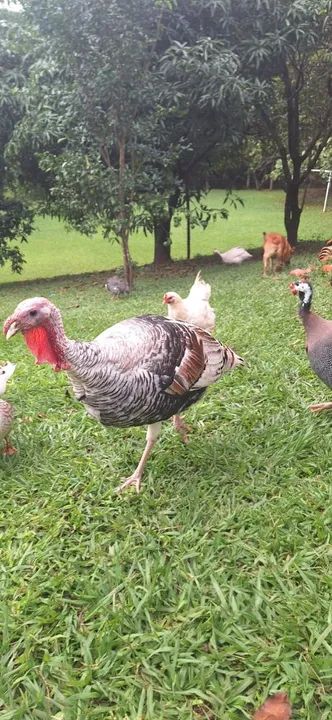 Lindos perus para venda! - Foto 3