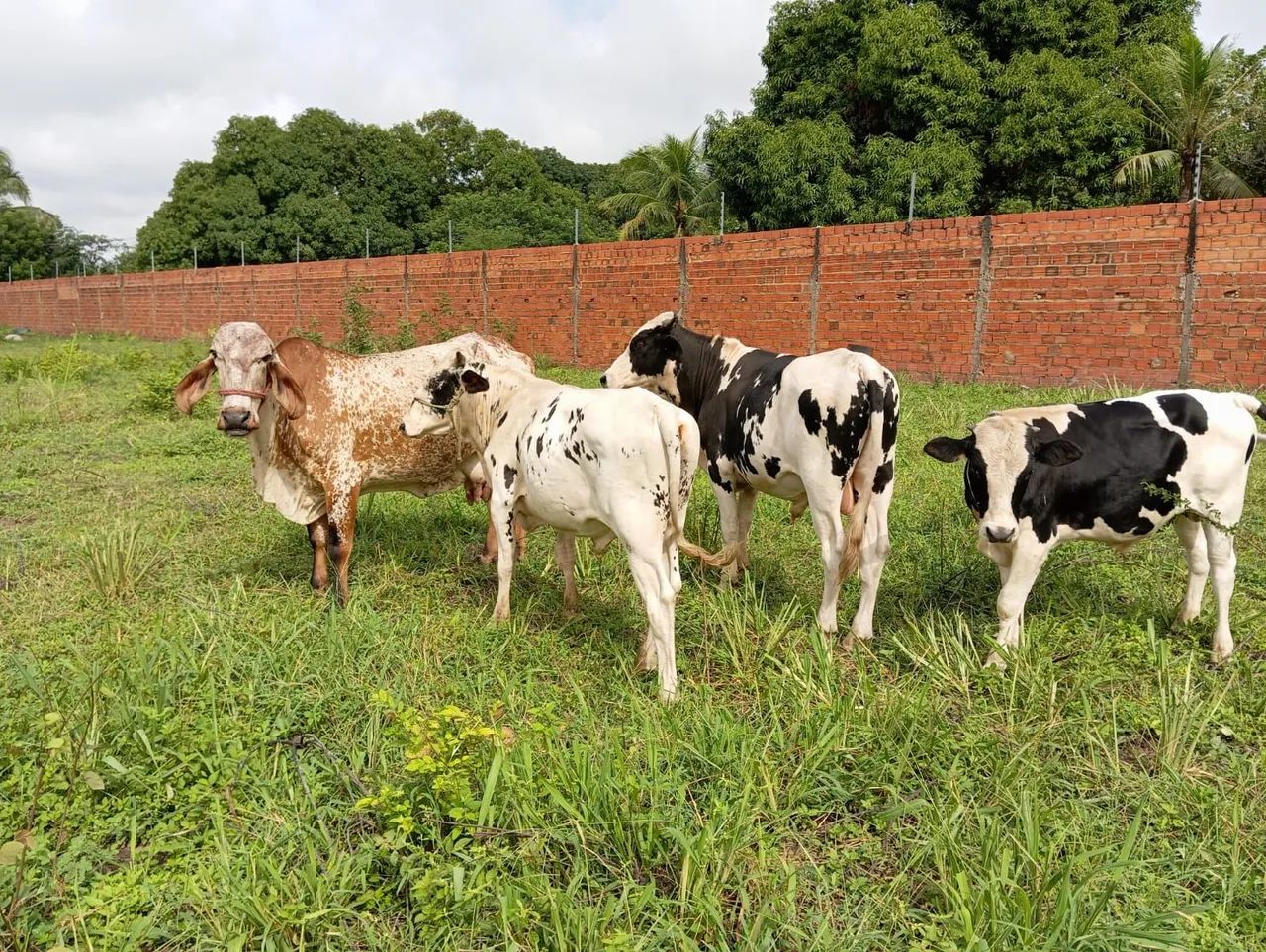 Bois à venda  - Foto 4