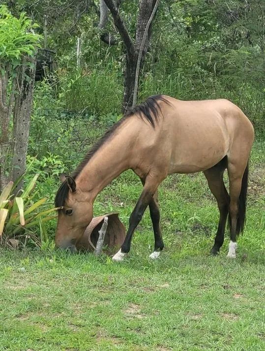 Cavalos para venda  - Foto 2