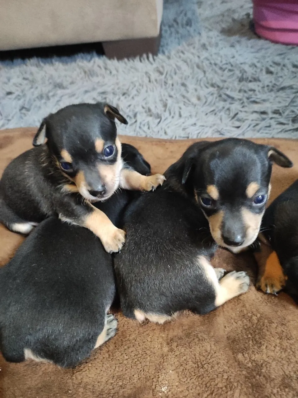 Pinscher macho (promoção)