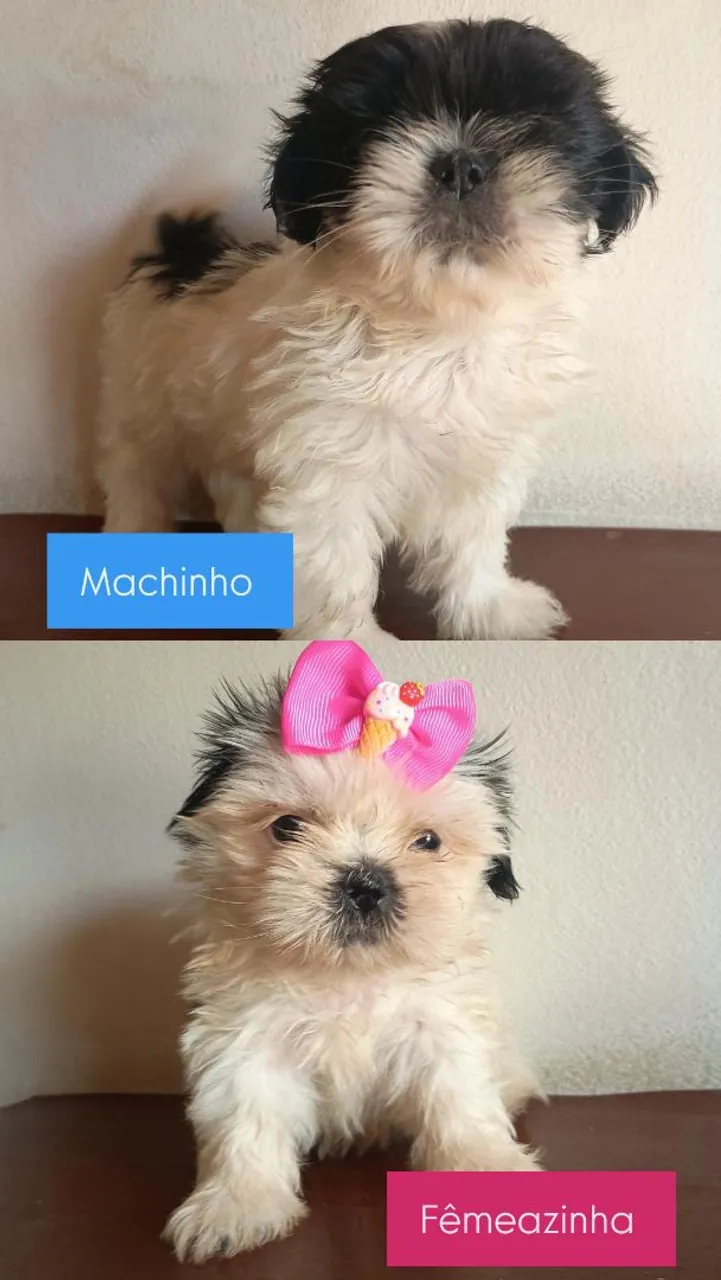 Filhotes Shih Tzu - Machinho e Fêmeazinha