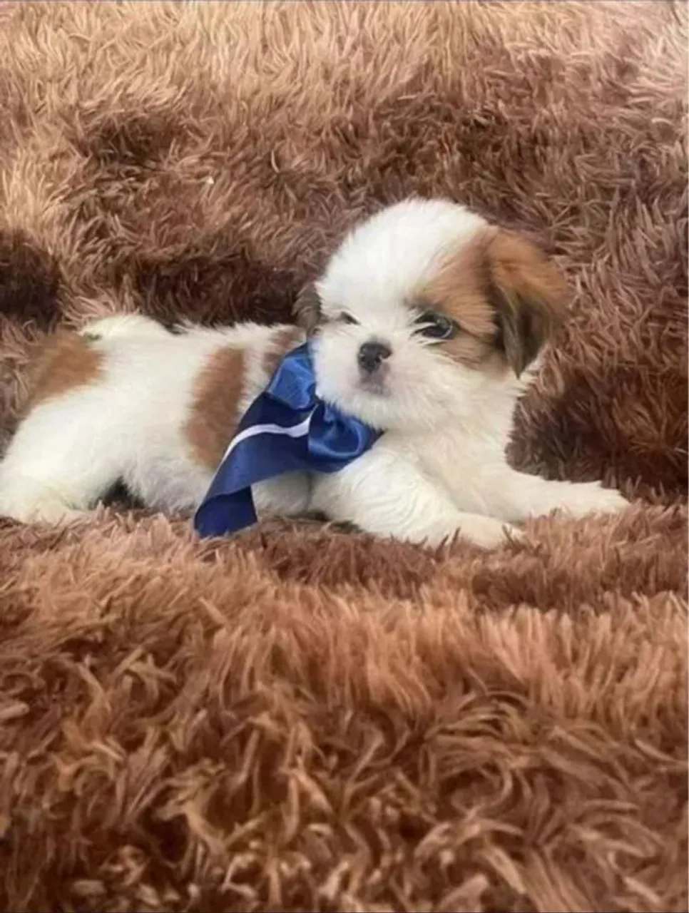 Shih Tzu filhote - pequeninos
