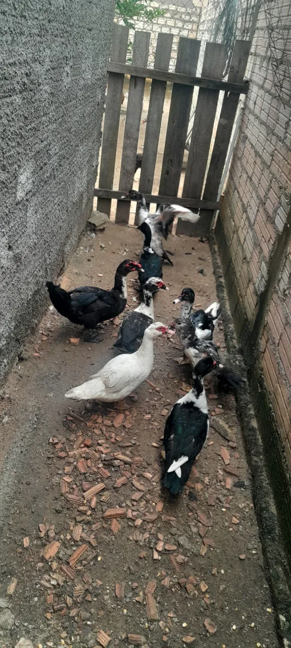 Patos Indios - Lindos e Saudáveis
