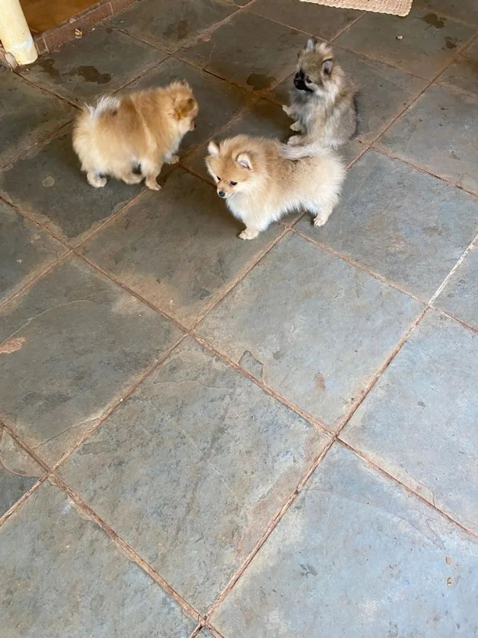 Lindos filhotes de Spitz Alemão - Foto 3