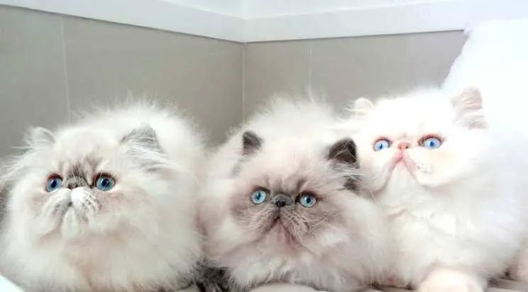 Persas Lindos e Adoráveis 