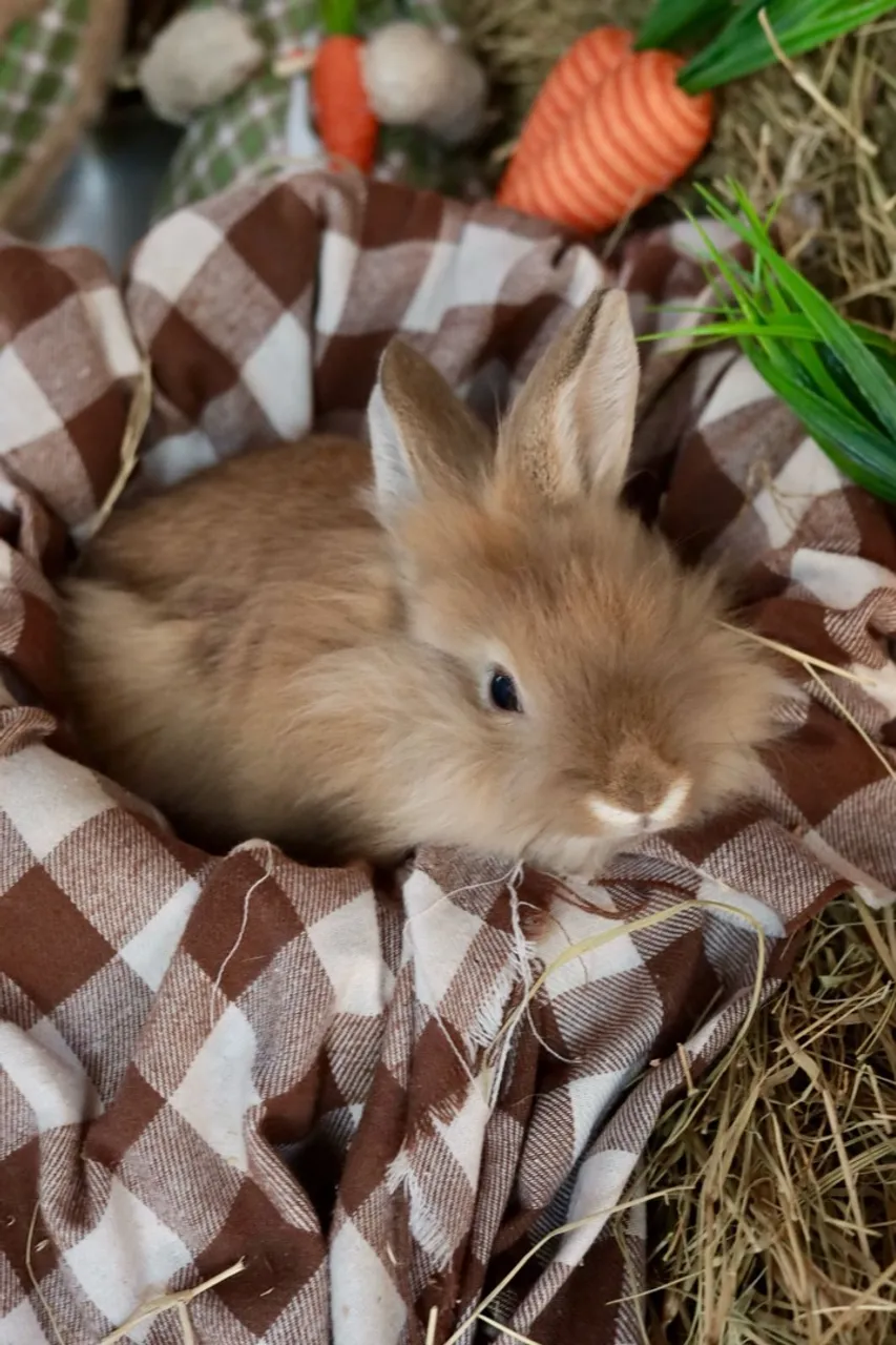 Vendo mini coelhinhos