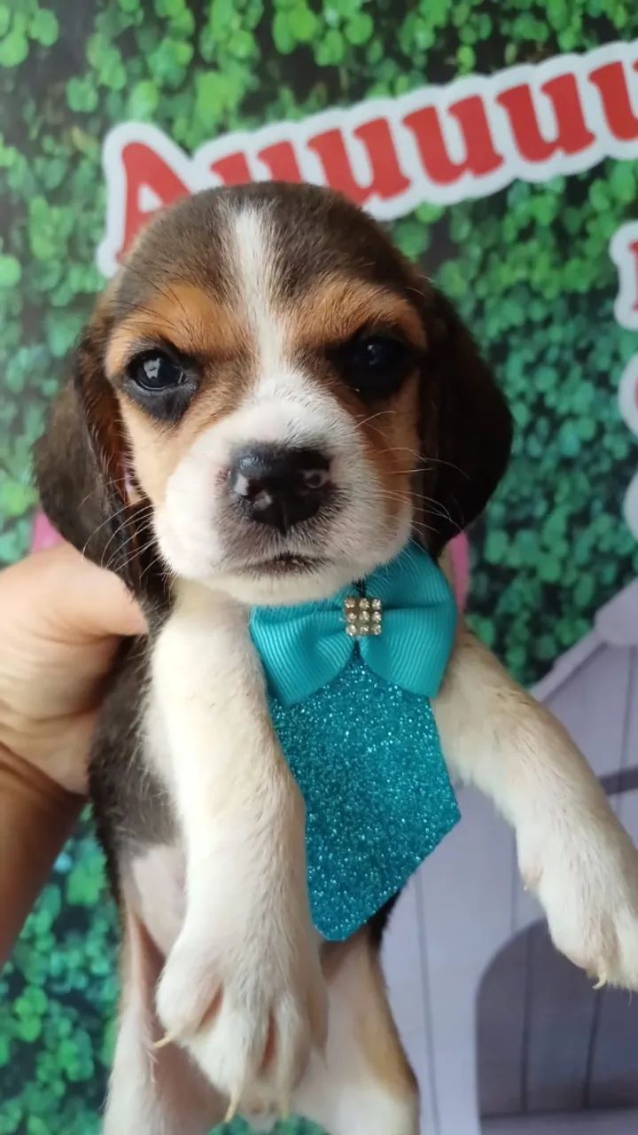   Beagle Filhotinhos Lindos e Carinhosos , Vacinados  - Foto 3