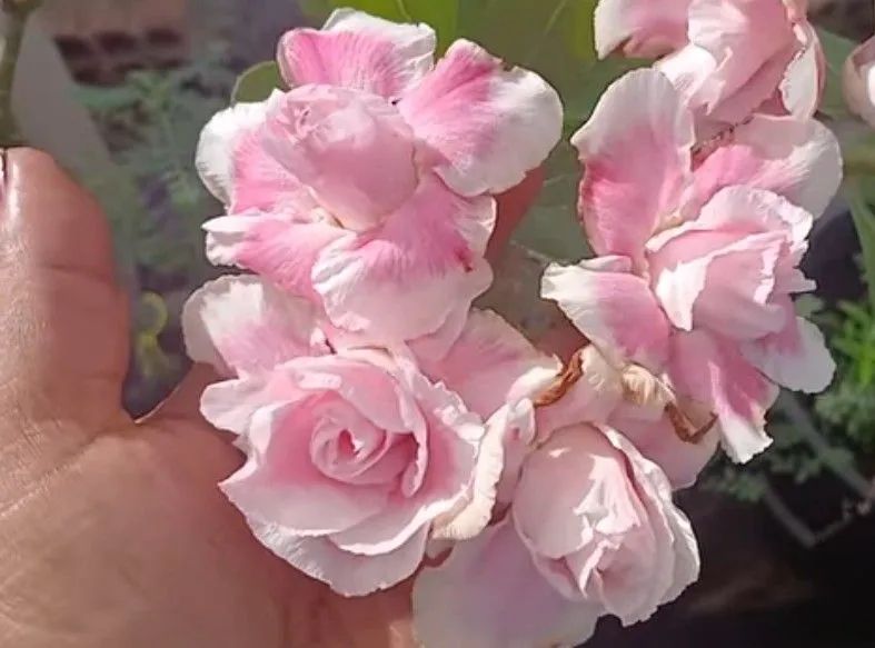 Combo: Rosa d d +substrato +adubo (envio) - Foto 5