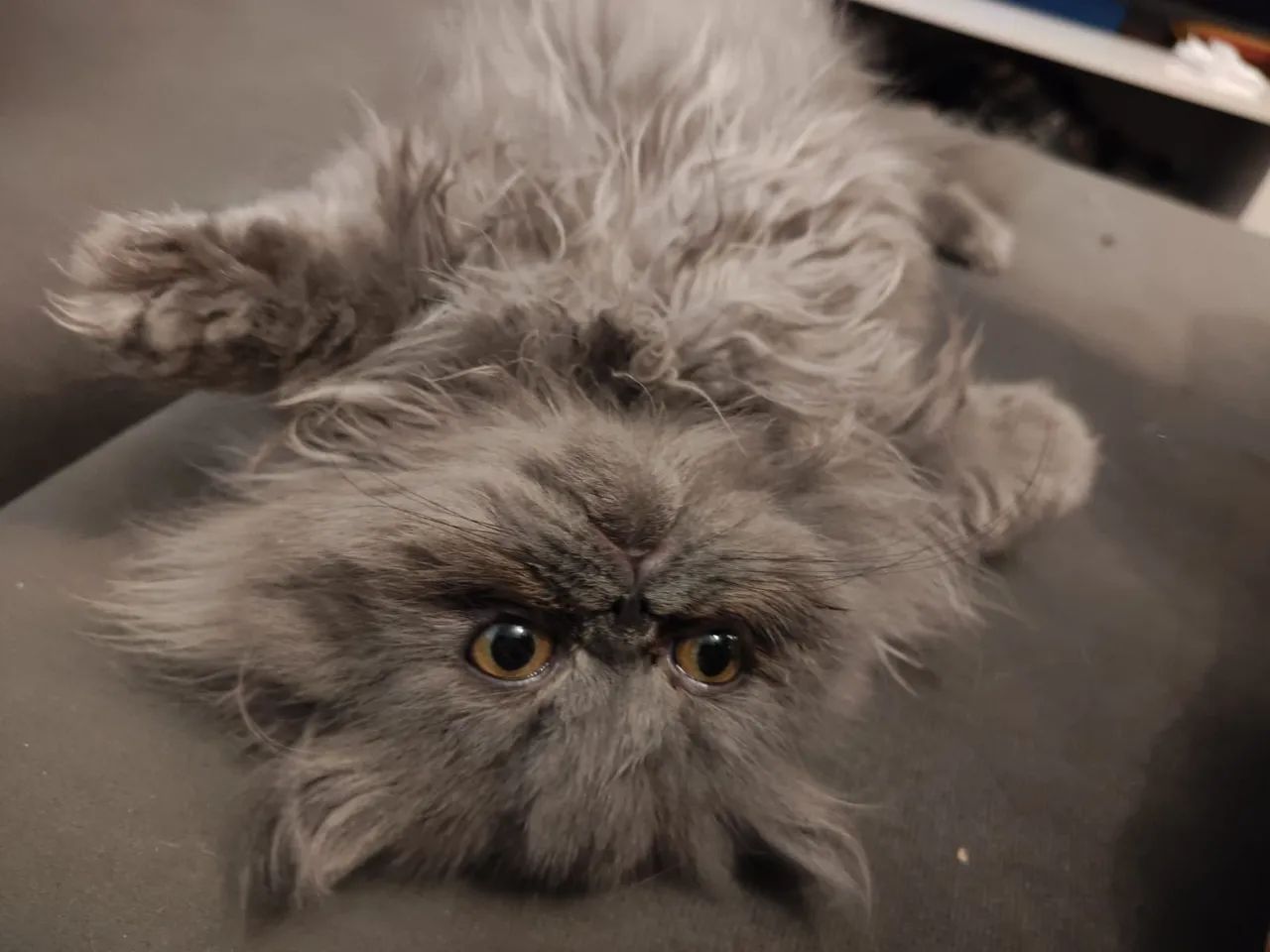 Filhote Gatos Persa  - Foto 2