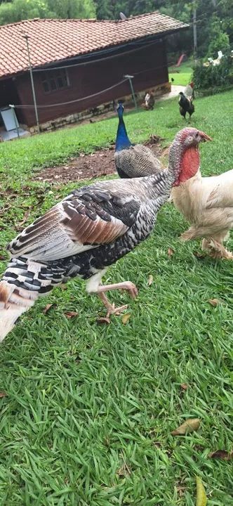 Lindos perus para venda!