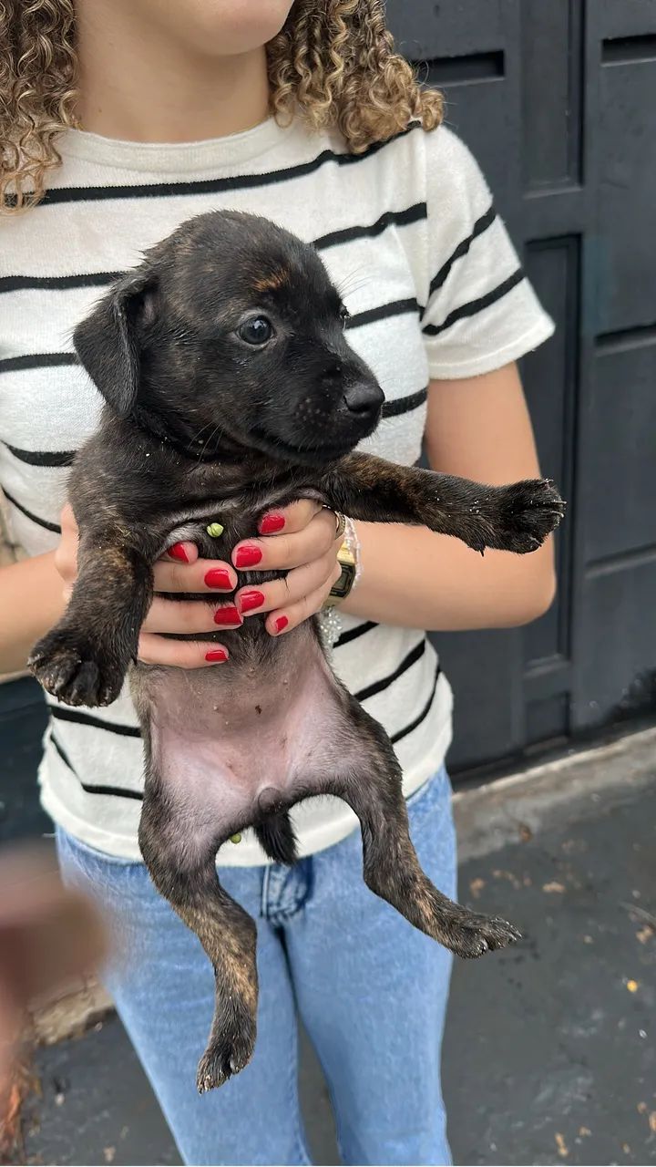 Doa-se cachorra - Foto 4
