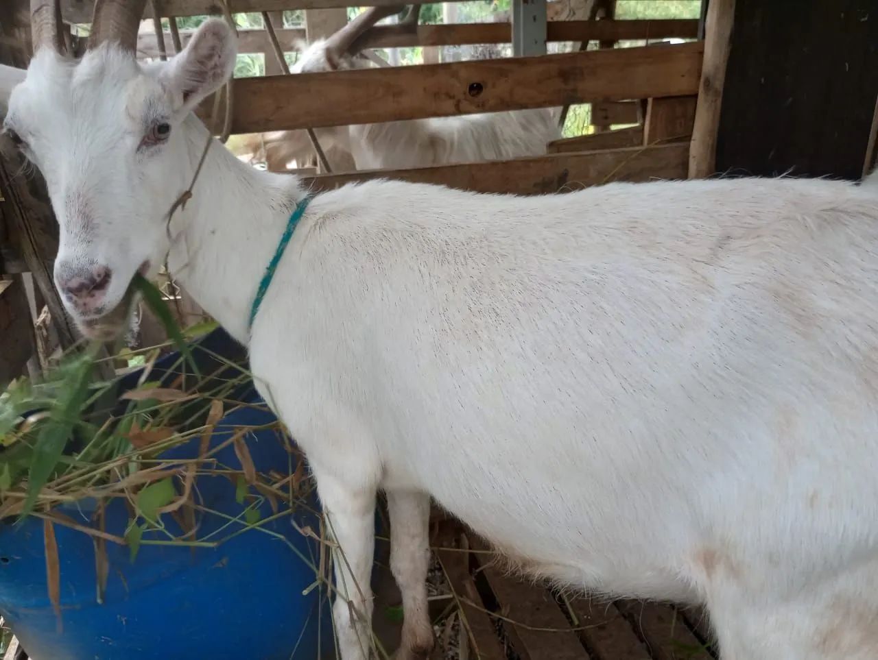 Cabras, sendo uma prenha. (Venda ou troca)