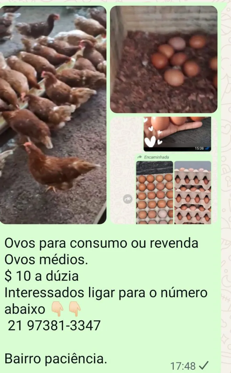 Ovos médios para consumo ou revenda - $10 a dúzia