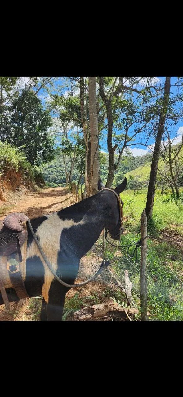 Égua Mangalarga marchador Registrada - Foto 3