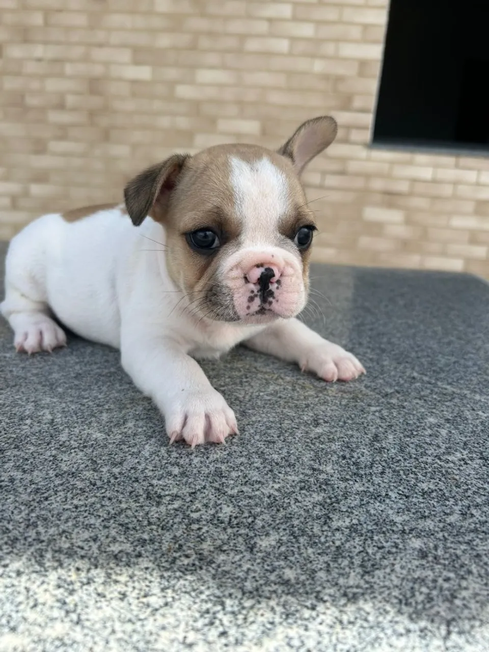Buldogue francês com pedigree 