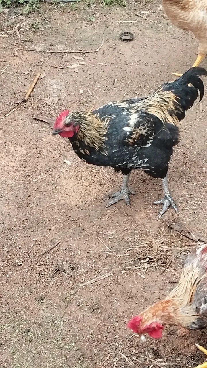 Galo caipira  - Foto 2