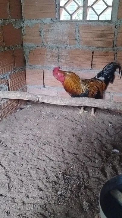 Galo mestiço  - Foto 2