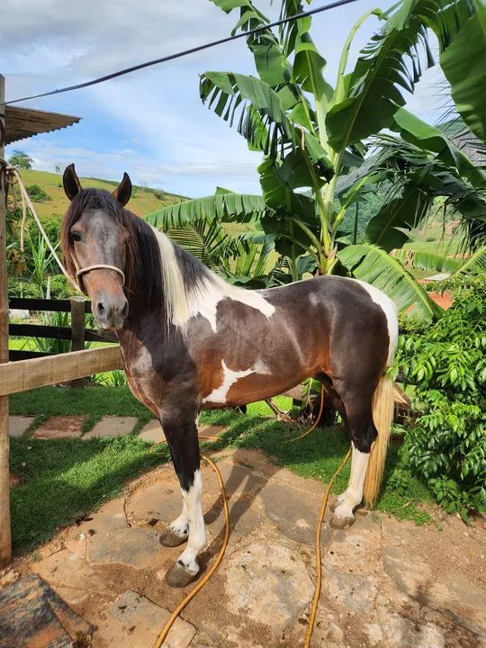 Potro mangalarga pampa de preto - Foto 4