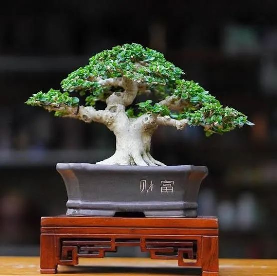Mudas para Bonsai de diversas espécies - Foto 2