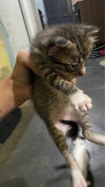 DOAÇÃO DE GATOS  - Foto 2