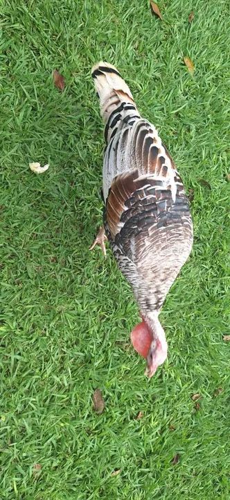 Lindos perus para venda! - Foto 5