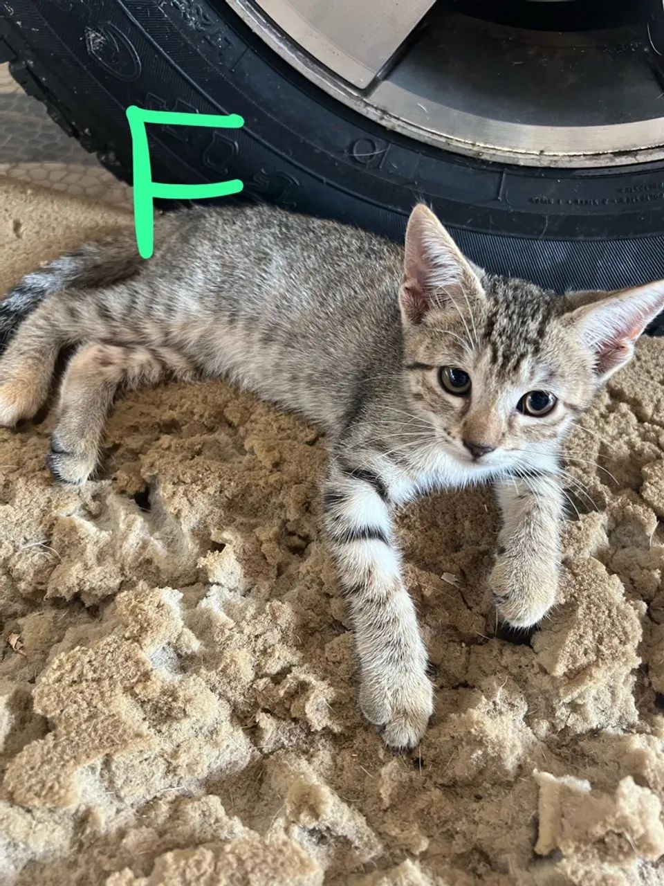 Gatinhos fofinhos para adoção - Foto 3