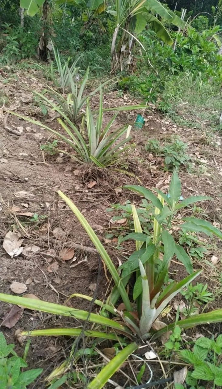 Terreno em Arembepe - linha verde - Foto 5