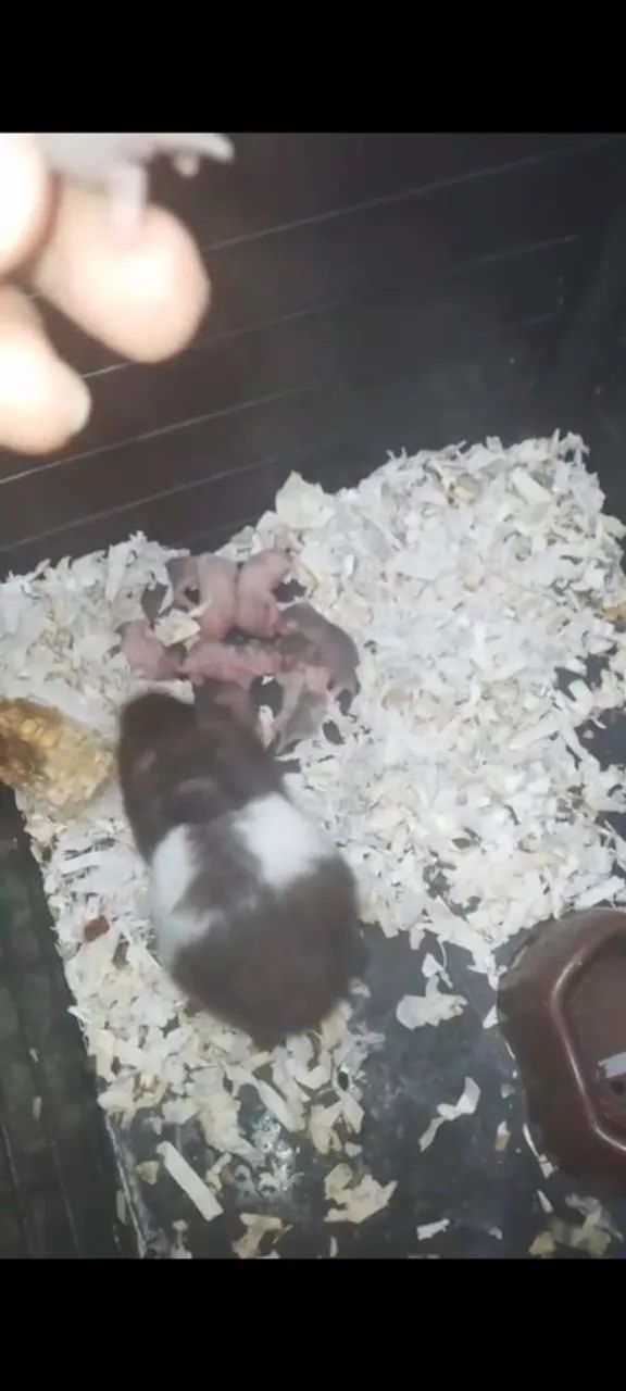 Hamster(anões russo)&(sirios angorá) - Foto 3