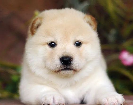 Shiba Femea com 60 dias