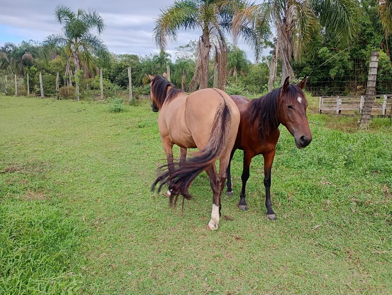 Vendo 3.000 os 2 pra levar hoje - Foto 2