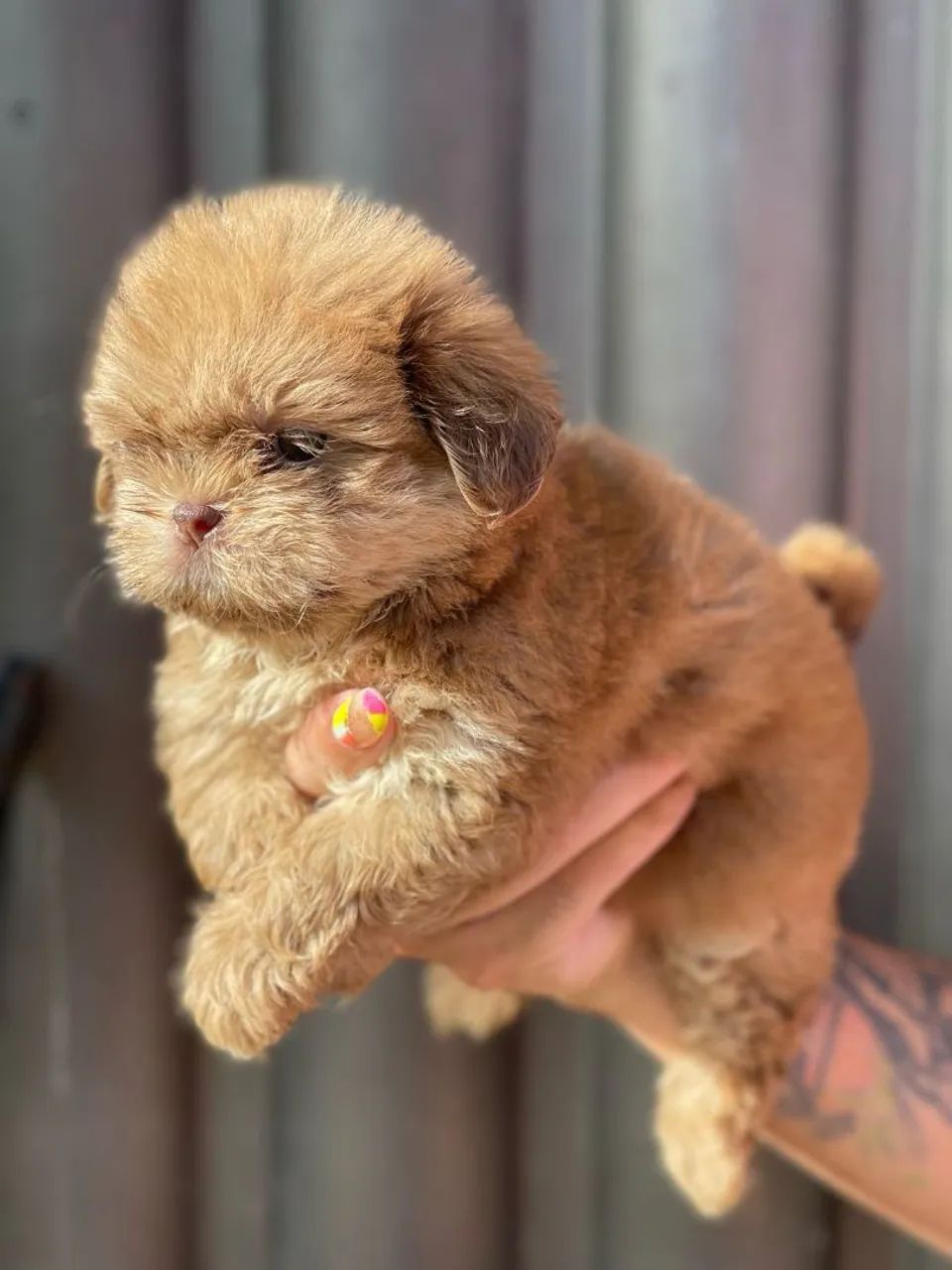 Filhote de Shih Tzu machinho  - Foto 2